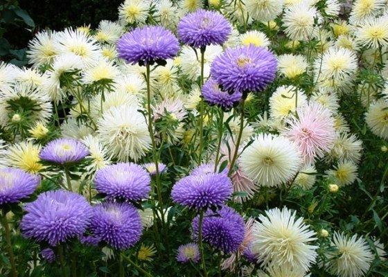 annual aster