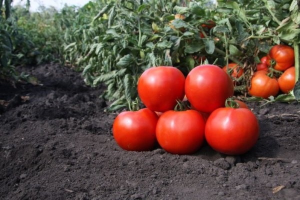 tomate em solo preto 