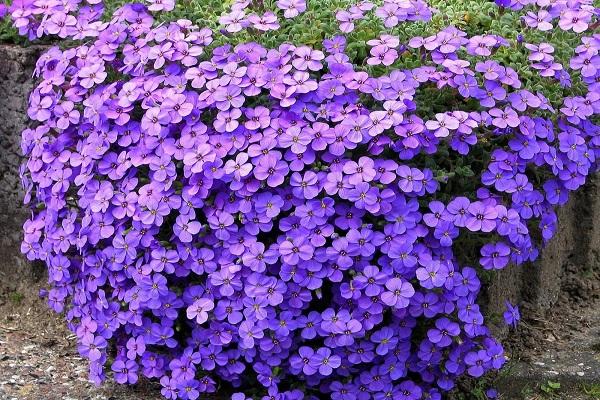 bulaklak ng aubriet