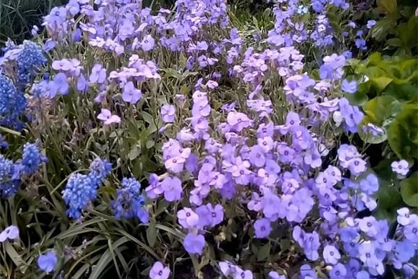 palumpong ng bulaklak 