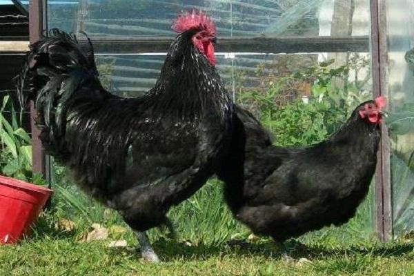 Australorp chickens