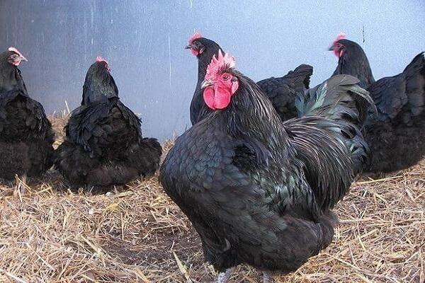 purebred laying hens 