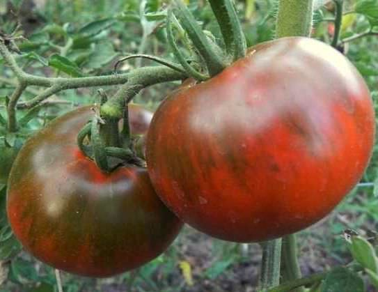 Schwarze Prinztomate im Garten