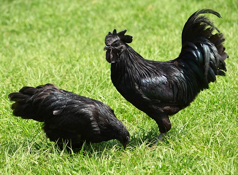 černá kuřata