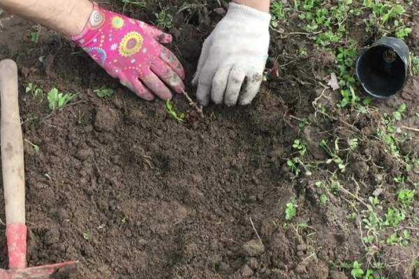 quince planting