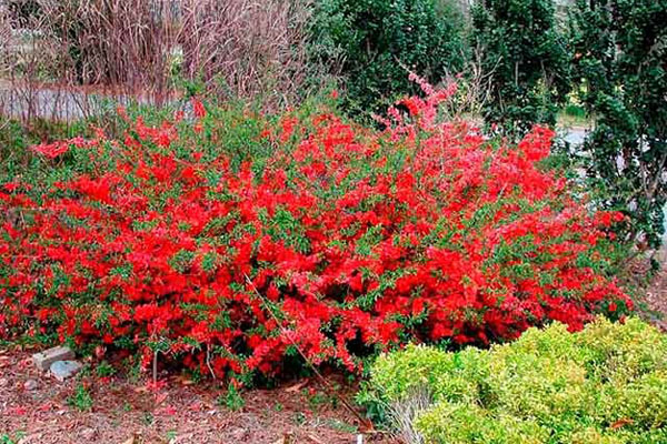 Japanese quince