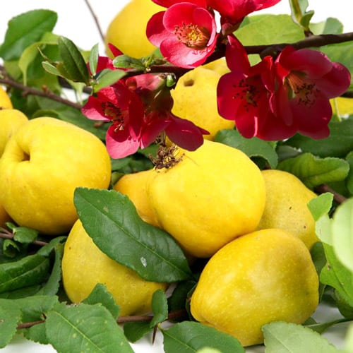 Japanese quince