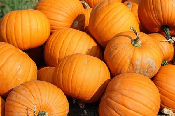 calabazas en el jardin