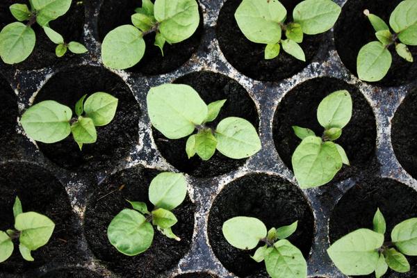 aubergine plantor 