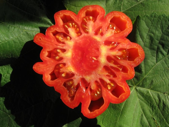 Tomate américaine à côtes