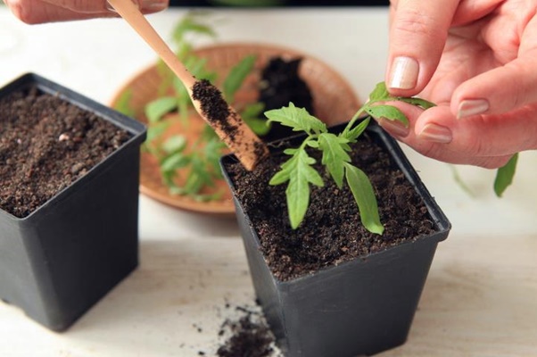 grond voor tomatenzaailingen 