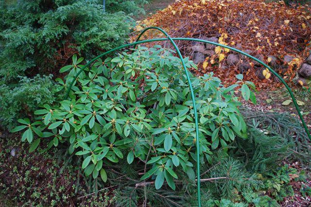 rhododendron bush 