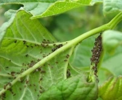 bladluis op appelboom