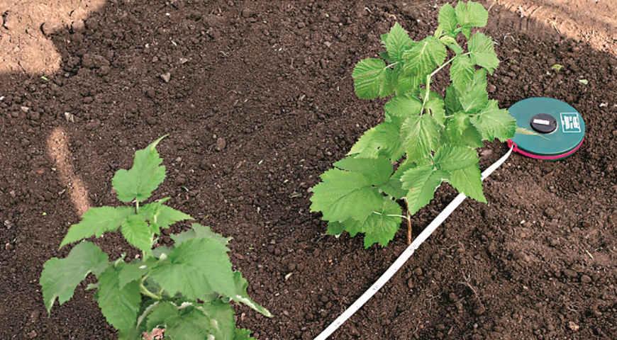 planter des framboises