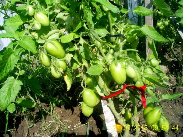 Tomatenbüsche Indoor-Überraschung