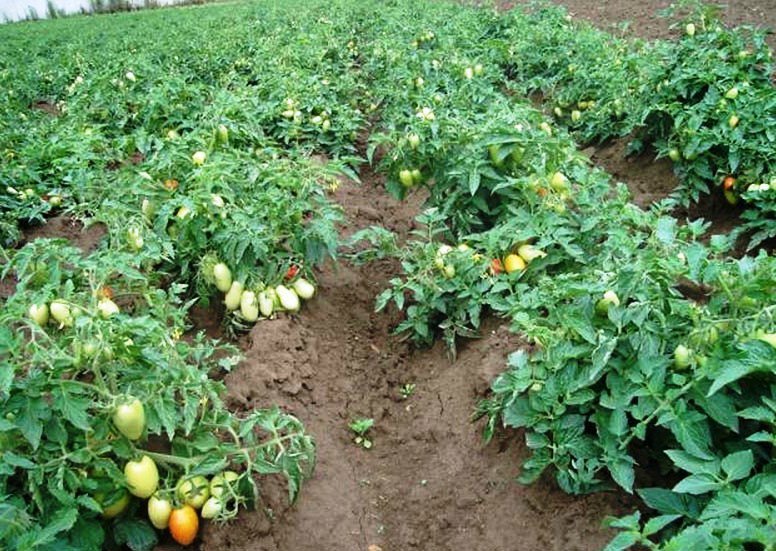 de nombreux buissons de tomates dans le jardin