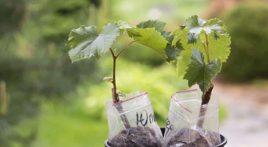 plantando uvas