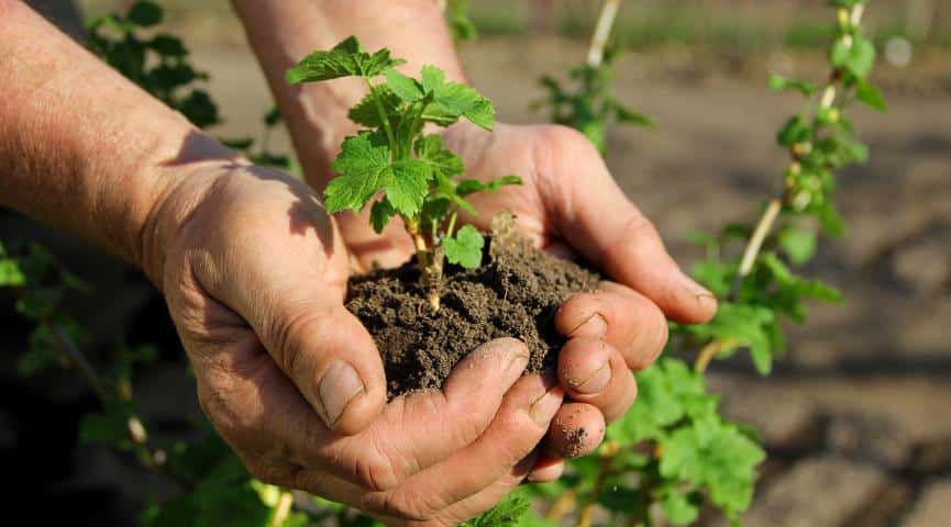 currant propagation