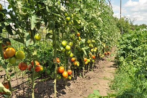 treliça para tomates