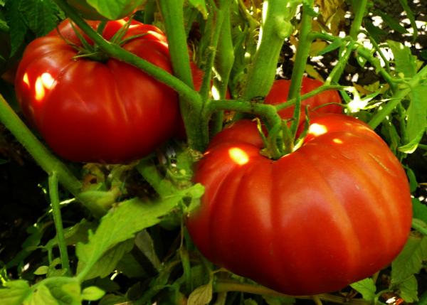 rajčata Zázrak trhu