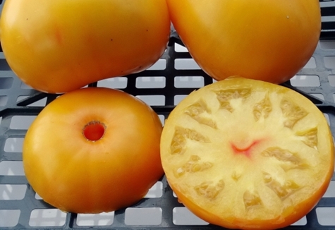 vzhled rajče Babiččin polibek