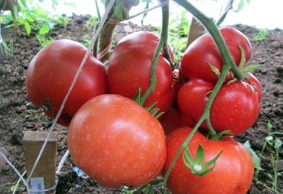 appearance of tomato grandmother's basket