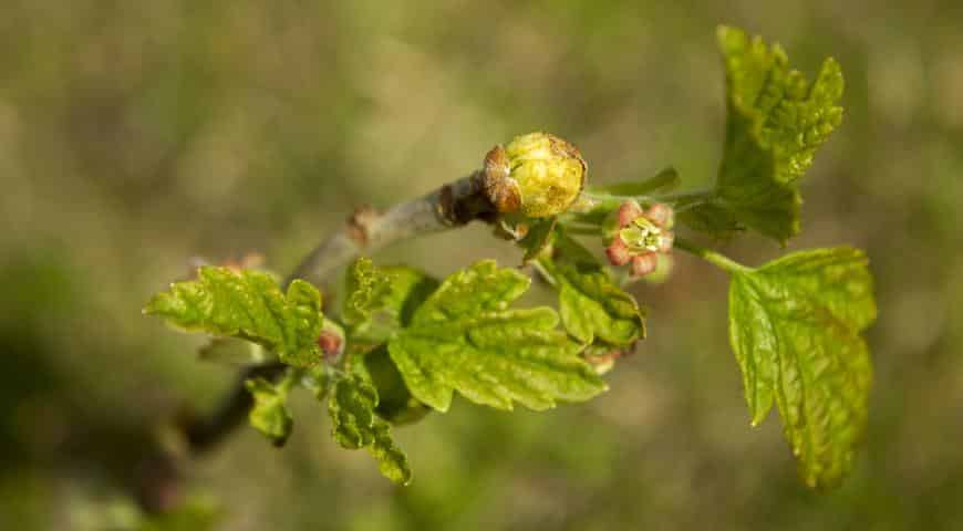 Nierenmilbe