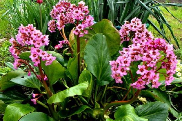 bergenia virág 