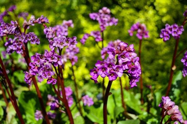 bergenia nở hoa 