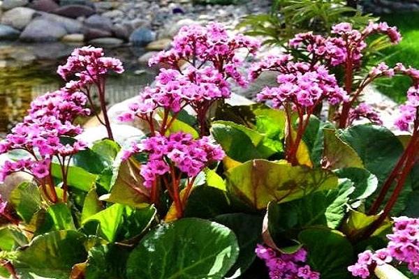 bergenia à feuilles épaisses