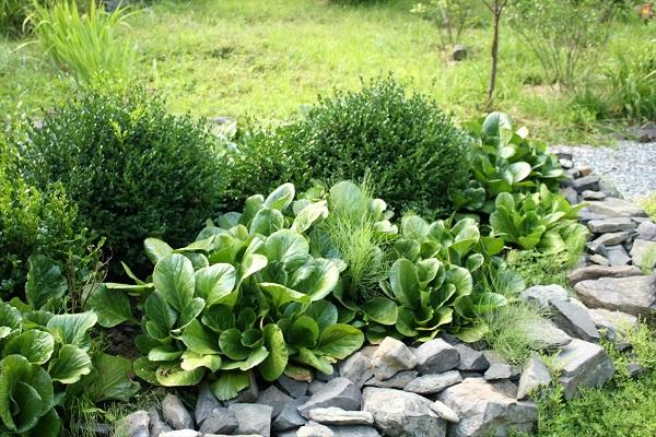 légumes verts sans fleurs 