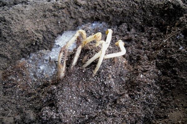 sprouts from seeds 