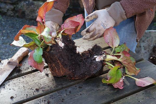 phát triển một nền văn hóa