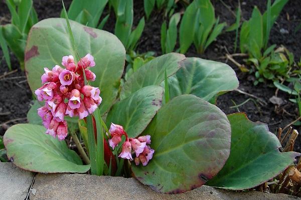 bergenia groeit