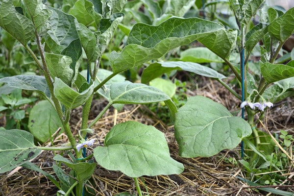 aubergine i öppen mark 