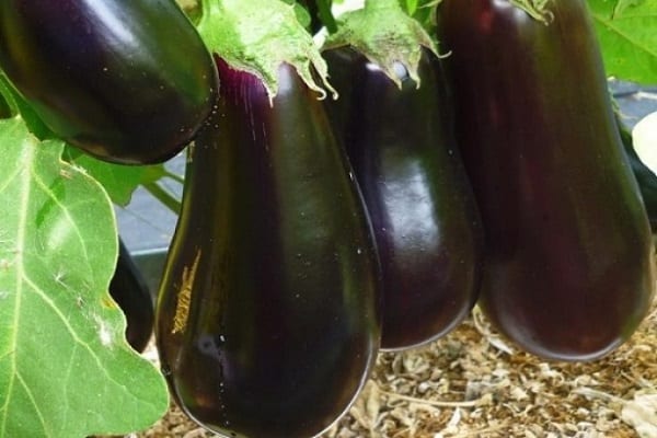 Aubergine Diamant