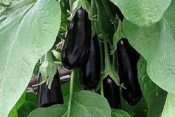 pousses d'aubergines