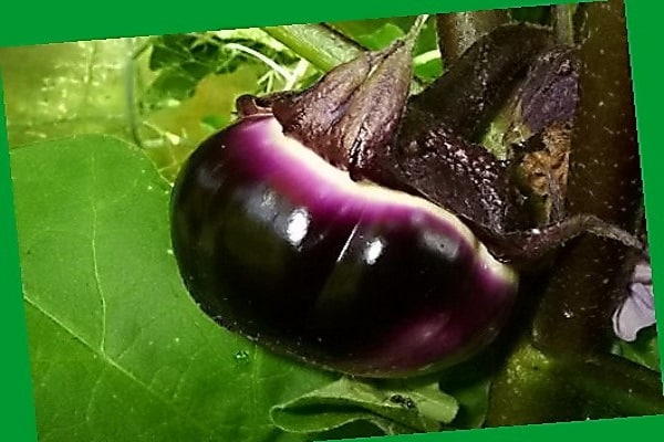 Aubergine Carlson