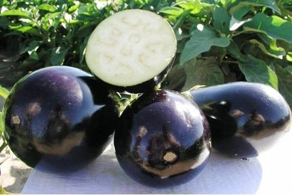 Description de la variété d'aubergine Clorinda, ses caractéristiques et son rendement