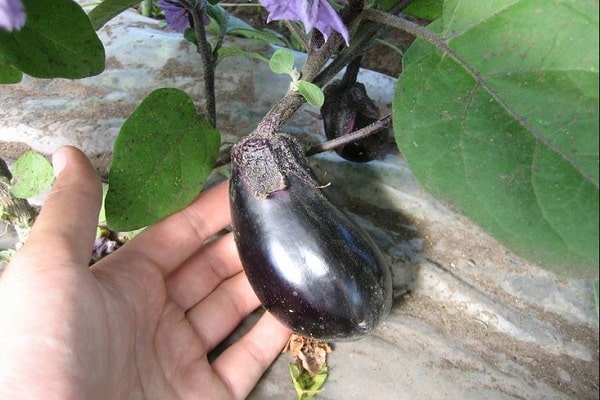 aubergine zaden