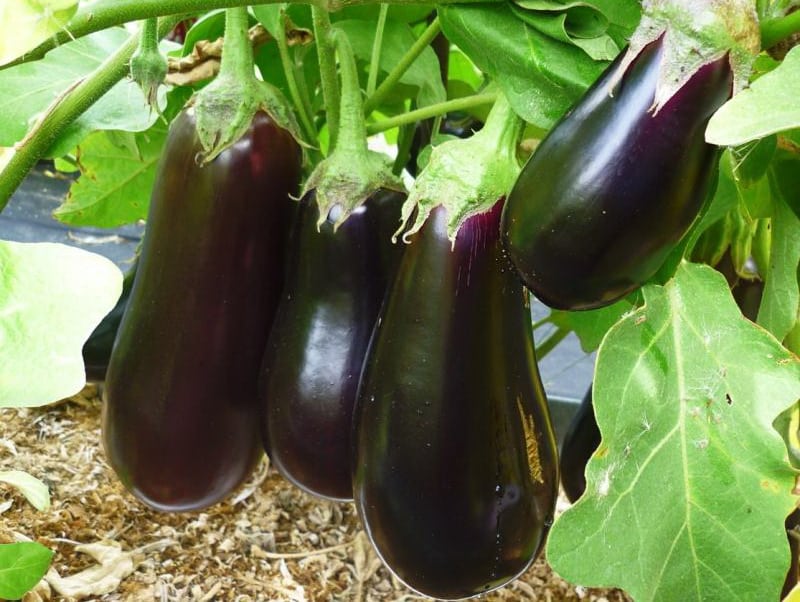 Aubergine Universal 6