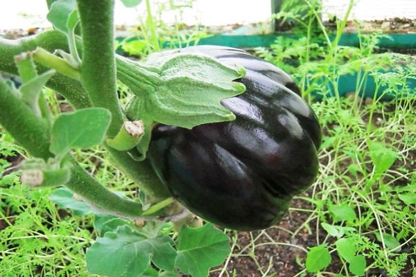 eggplant varieties