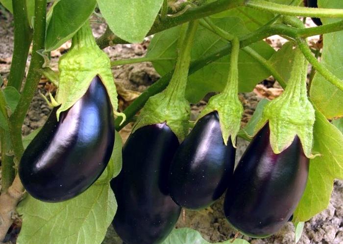 Épique d'aubergine