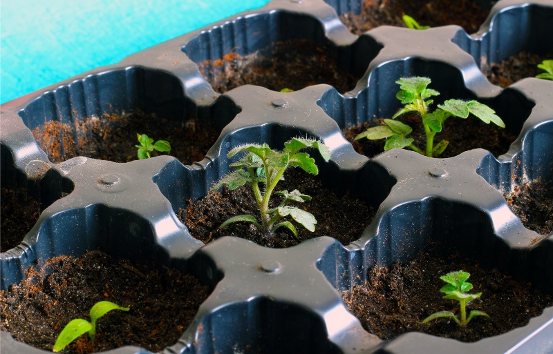 plantando um tomate