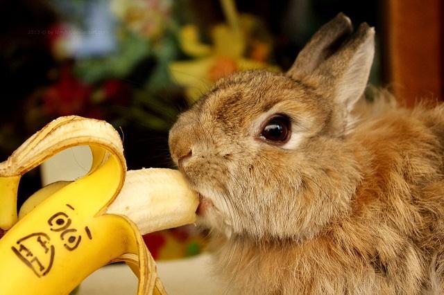 banány pro králíky