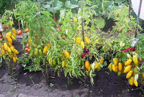 rangée de tomates 