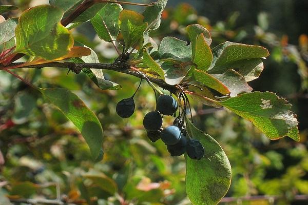 baies sur un buisson 