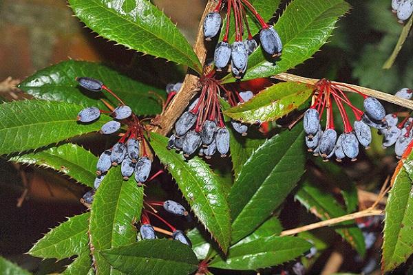 Barberry Juliana