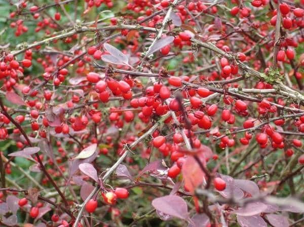 obrezovanje barberry