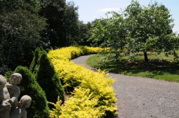 κίτρινο barberry